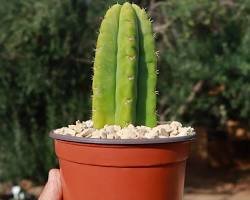 Discover where to buy san pedro cactus and its effects legally for ornamental use. Learn about its growth habits, where to find reputable nurseries, and the effects and risks of its primary alkaloid, mescaline.
