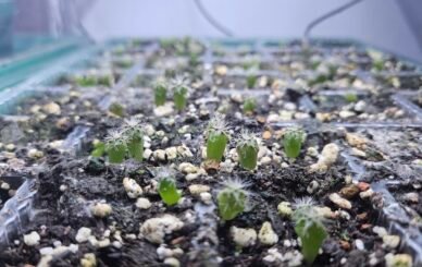 Beginner’s guide to growing San Pedro cactus seeds (Echinopsis pachanoi) for ornamental use. Learn soil prep, germination tips, and care essentials. Explore ethically sourced seeds at Sacred Cactus.