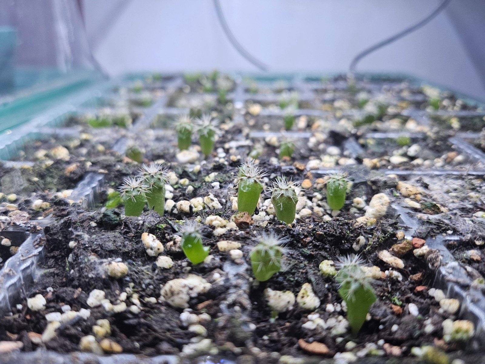 Beginner’s guide to growing San Pedro cactus seeds (Echinopsis pachanoi) for ornamental use. Learn soil prep, germination tips, and care essentials. Explore ethically sourced seeds at Sacred Cactus.