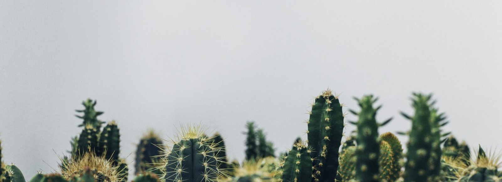 Shop premium sacred cactus online – authentic Peyote, San Pedro, and rare species. Hand-selected, sustainably grown, and delivered safely to your door.